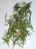 Anji Bai Cha