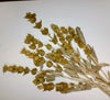 Dried Sideritis against white background