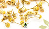 Egyptian Chamomile